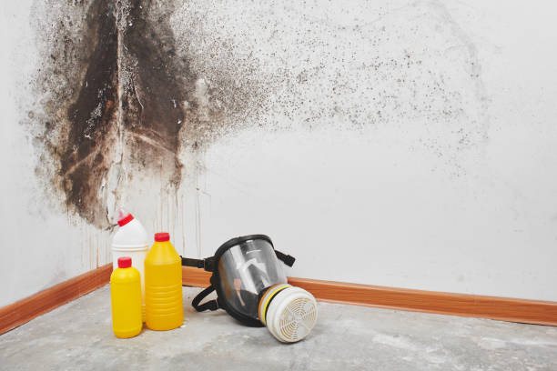 Best Mold Remediation Services  in Linden, MI