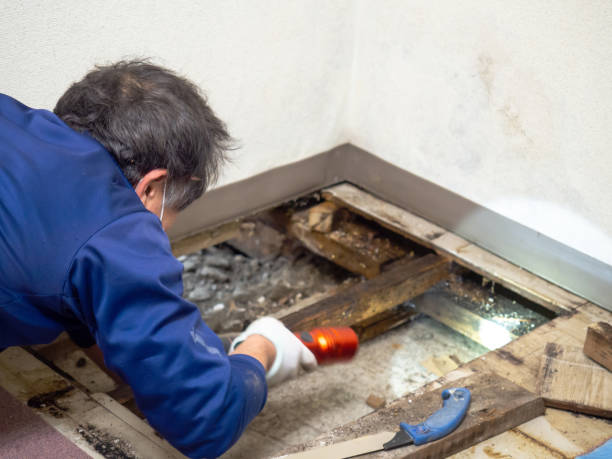 Best Mold Remediation  in Linden, MI
