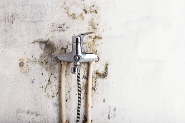 Best Fast Mold Removal  in Linden, MI