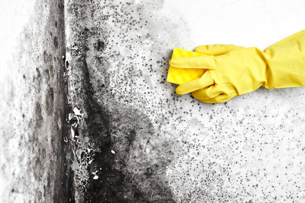 Water Damage Restoration in Linden, MI