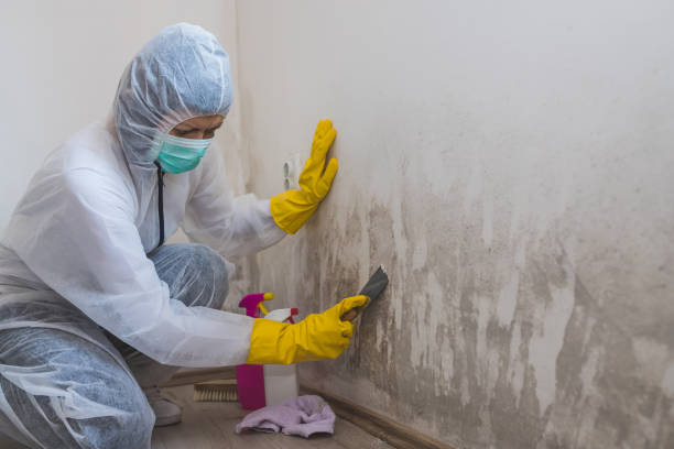 Best Office Mold Removal Services  in Linden, MI