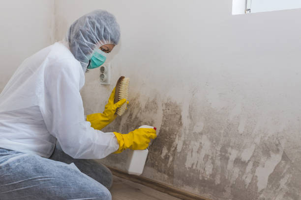 Best Local Mold Removal Service  in Linden, MI