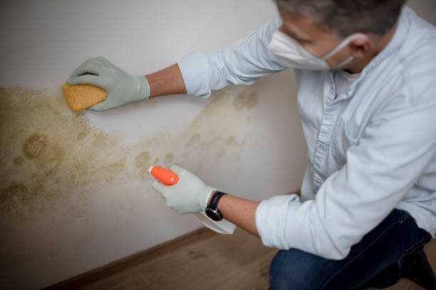 Best Home Mold Removal  in Linden, MI