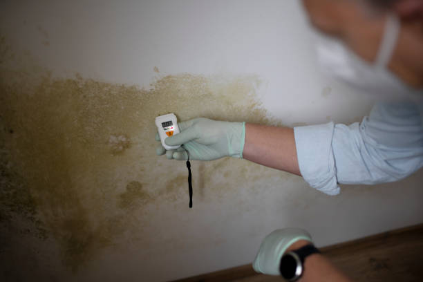 Best Mold Remediation  in Linden, MI