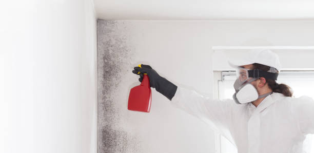 Mold Removal and Inspection in Linden, MI