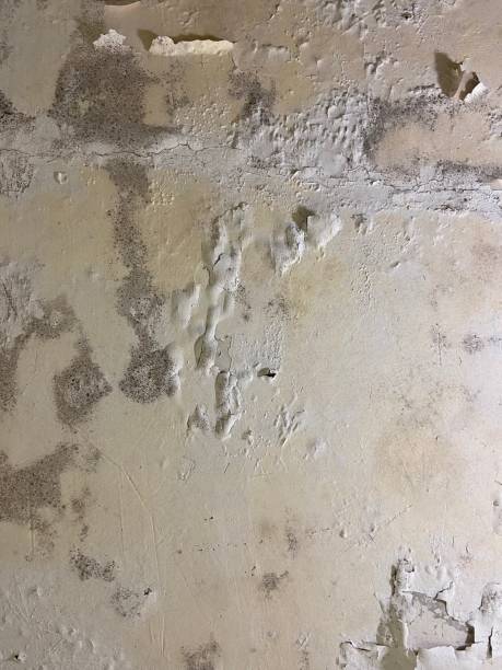 Best Black Mold Removal  in Linden, MI