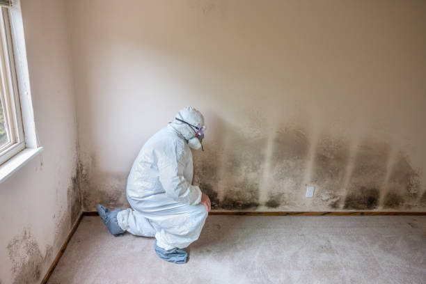 Best Crawl Space Mold Removal  in Linden, MI